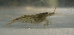 Caridina serrata