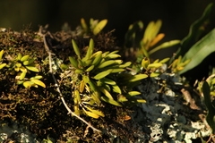 Acianthera sonderiana