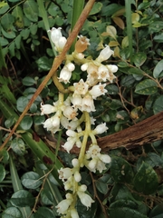 Cuscuta chinensis