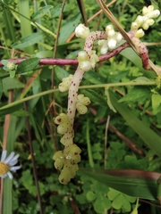 Cuscuta chinensis