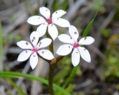 Burchardia multiflora