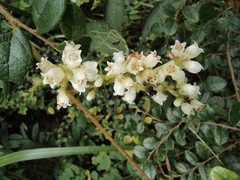 Cuscuta chinensis