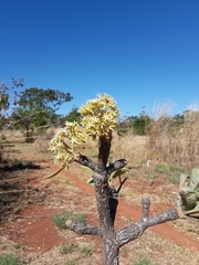 Aspidosperma