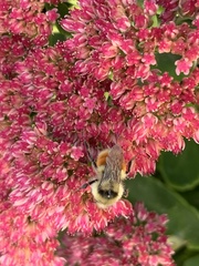 Bombus