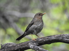 Turdus nigriceps