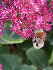 Bombus