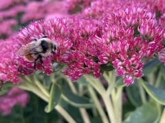 Bombus
