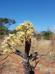 Aspidosperma