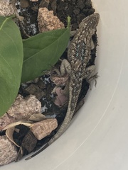 Sceloporus occidentalis