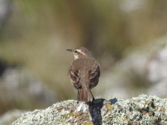 Cinclodes olrogi