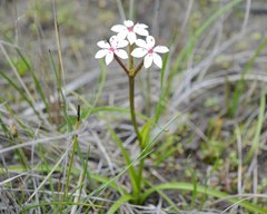 Burchardia multiflora