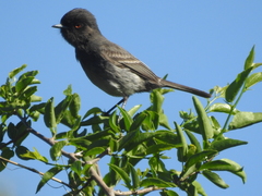 Knipolegus striaticeps