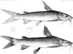 Widehead Sea Catfish photo 2
