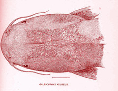 Widehead Sea Catfish photo 4