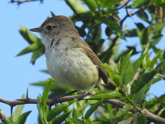 Euscarthmus meloryphus