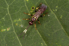 Ichneumon centrator