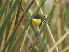 Tachuris rubrigastra