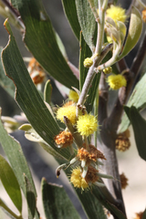 Acacia venulosa