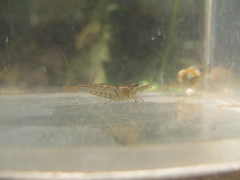 Caridina cantonensis