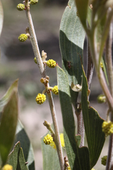 Acacia venulosa