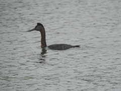 Podiceps major