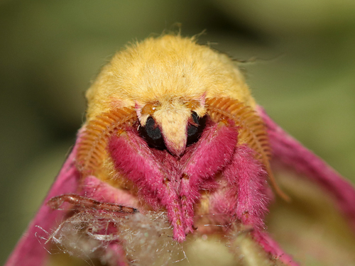 Photo of Rosy Maple Moth (Dryocampa rubicunda)