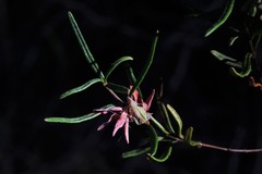 Boronia hapalophylla