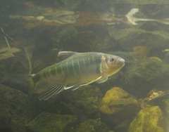 Opsariichthys evolans