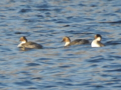 Podiceps occipitalis