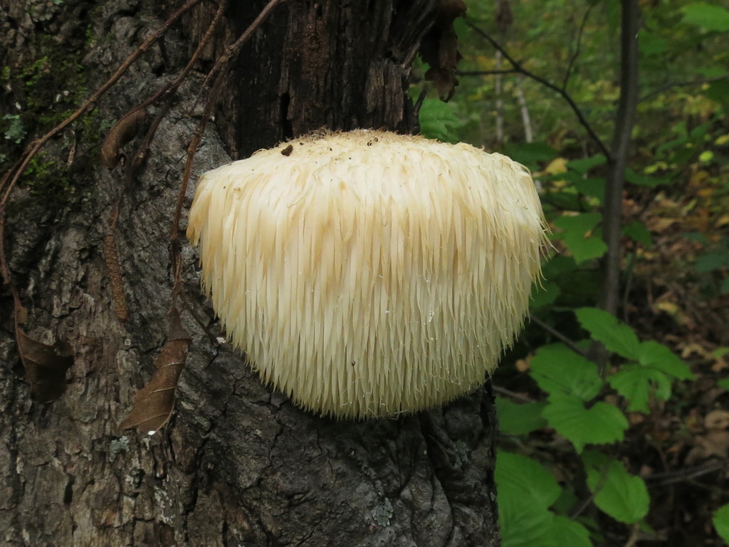 Hericium erinaceus · September 2020 · photo: © repta (iNaturalist, cc-by)