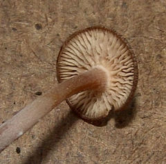 Agaricales