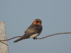 Alopochelidon fucata