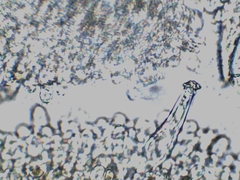 Inocybe subdestricta