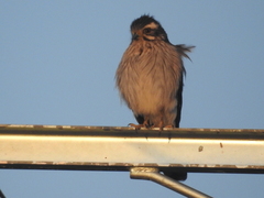 Spiziapteryx circumcincta