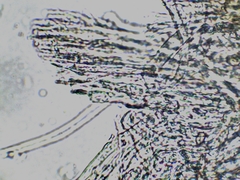 Inocybe subdestricta