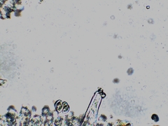 Inocybe subdestricta