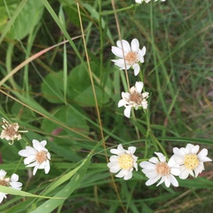 Solidago ptarmicoides