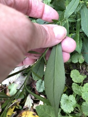 Symphyotrichum lanceolatum lanceolatum