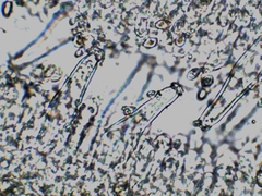 Inocybe subdestricta