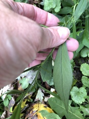 Symphyotrichum lanceolatum lanceolatum