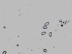 Inocybe subdestricta