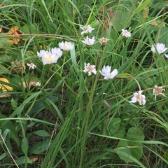 Solidago ptarmicoides