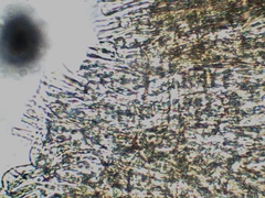 Inocybe subdestricta