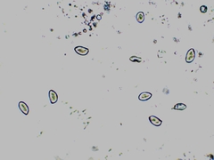 Inocybe subdestricta