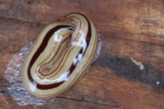 Australopacifica regina