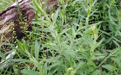 Gonocarpus elatus