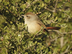 Phacellodomus sibilatrix