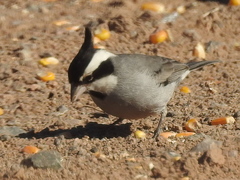 Lophospingus pusillus