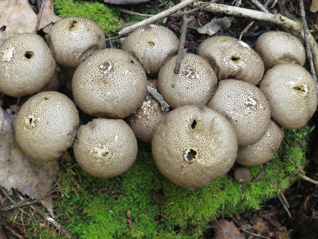 Apioperdon pyriforme · September 2020 · photo: © repta (iNaturalist, cc-by)