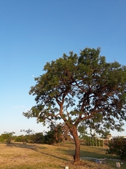 Dalbergia miscolobium